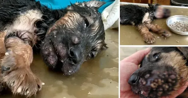 A dog's mouth may become infected by hun...