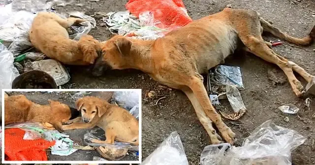 PoorpetRescuse's rescue team intervened ...
