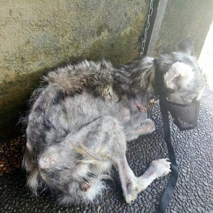 This is husky dog Hoрe, who was abandone...