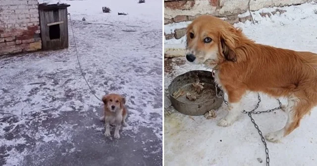  The woman observed this puppy chai...