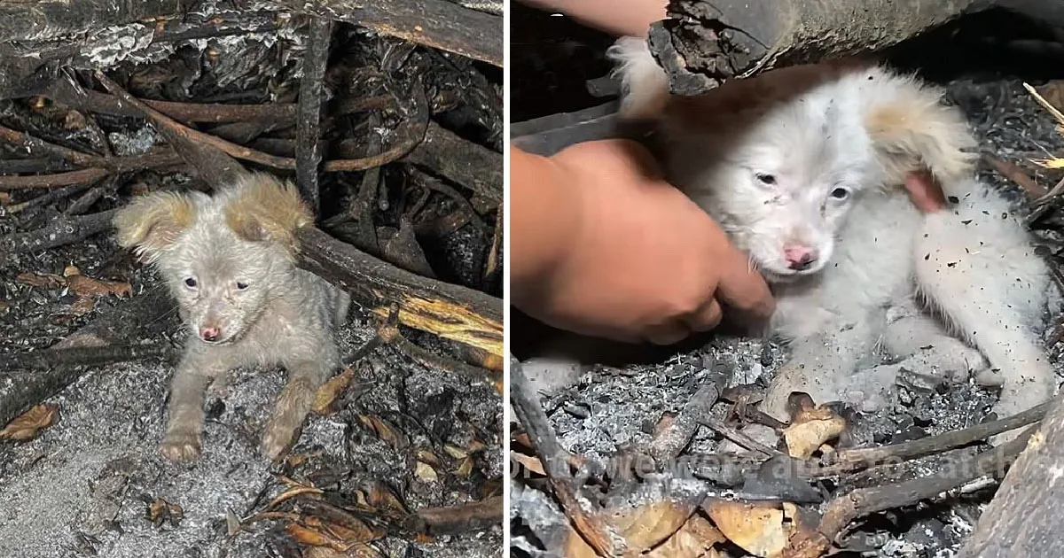 They received a video showing a small do...