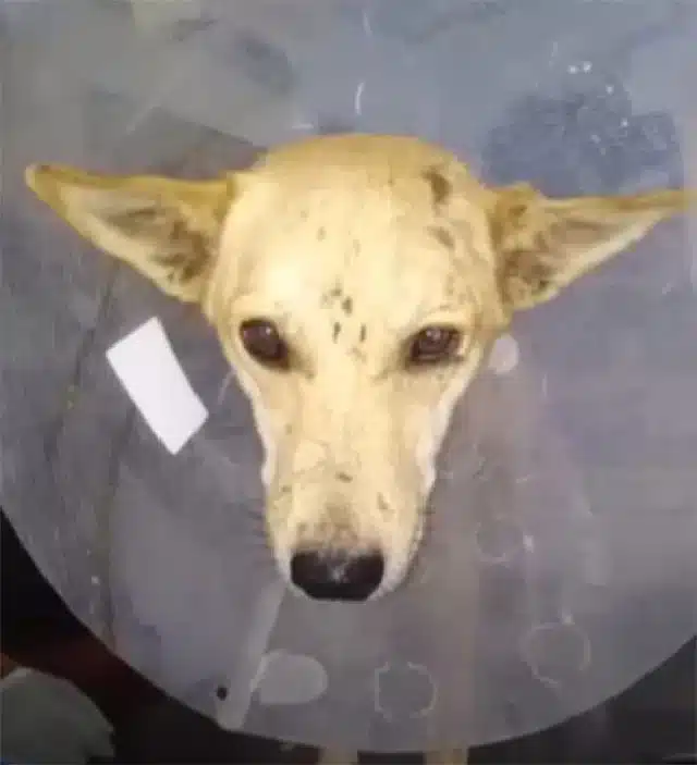 Hearing about this mother dog’s se...