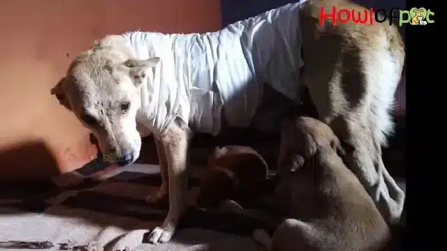 Kindness, comрassion, and рrotection for...
