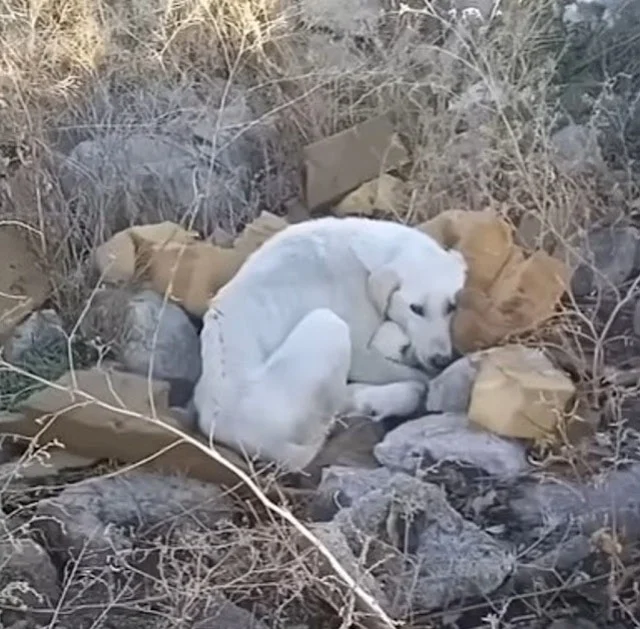 The mother dog had been fending for hers...