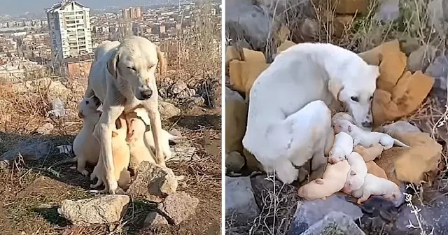 Animals share the same bond with their o...