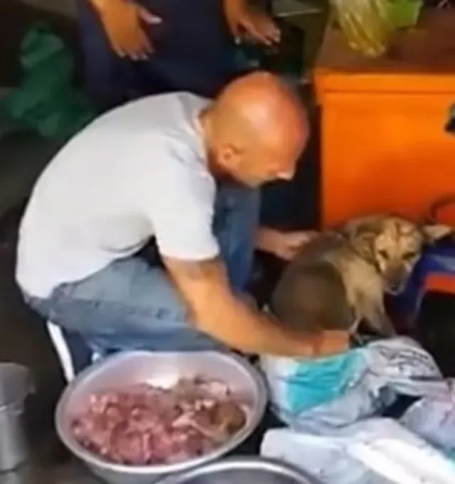 The dog was moved to a temporary shelter...