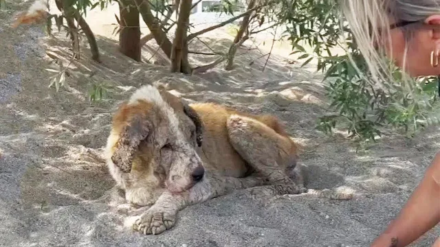 The fifteen-year-old dog couldn’t ...