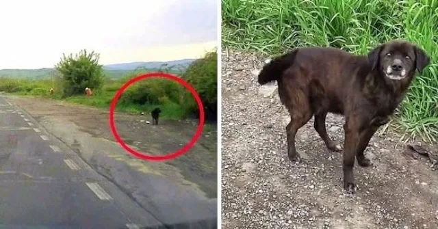 Despite being scared and worn out, the d...