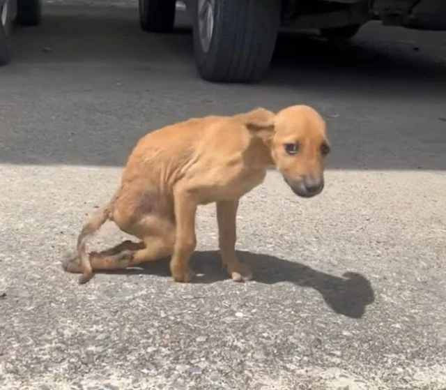 She might be not able to walk again fore...