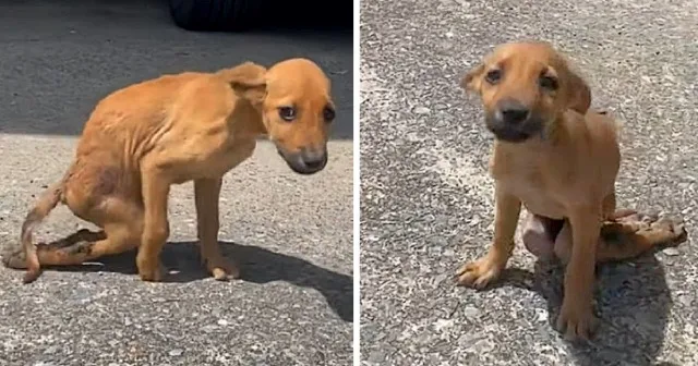 He suffered from the dog-bite wounds alo...