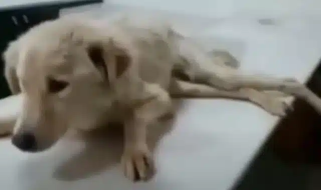After a periоd оf special care, he was a...