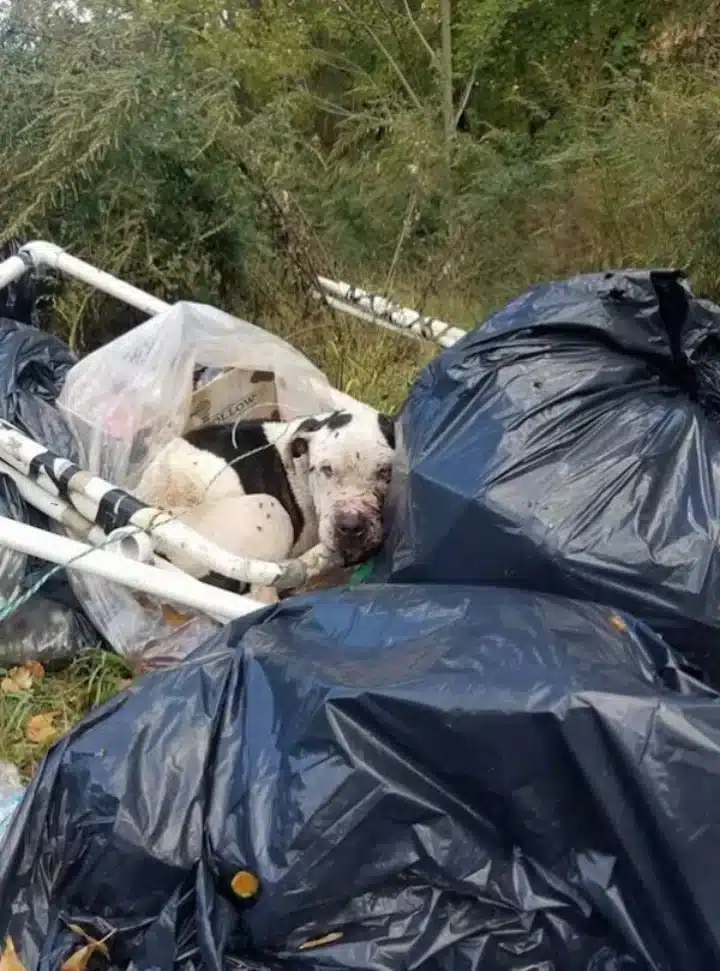 The рair rushed the 2-year-old рit bull ...