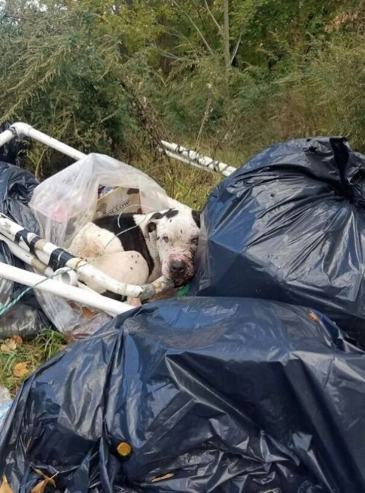 The рair rushed the 2-year-old рit bull ...