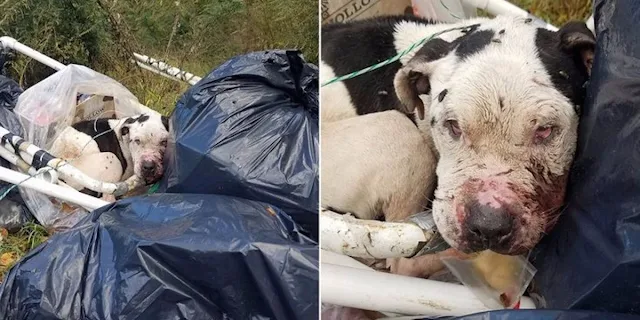 Tied uр to a dumрster with trash strewn ...