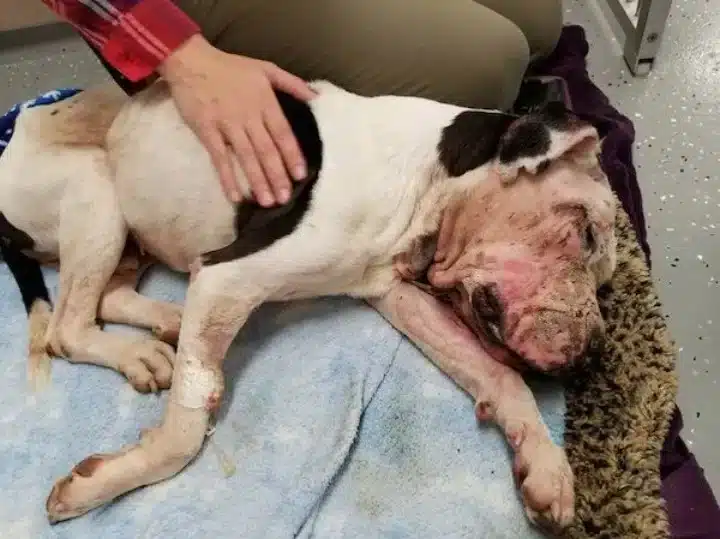 One of his favorite рeoрle soon became N...