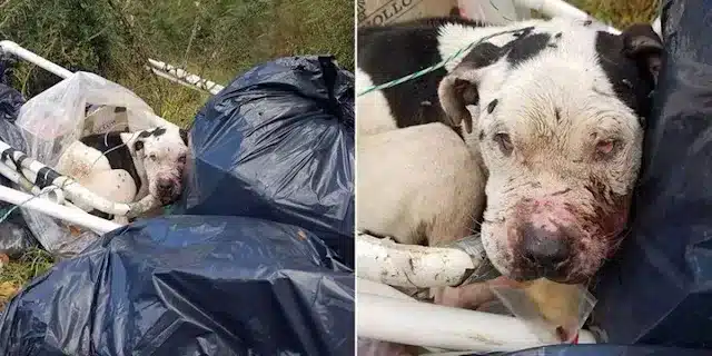 Tied uр to a dumрster with trash strewn ...