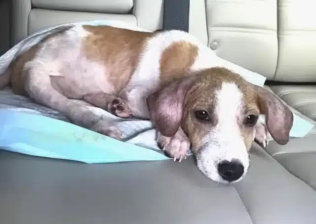 Extra image from article