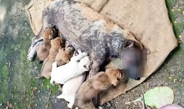  They are a stray dog family, and t...
