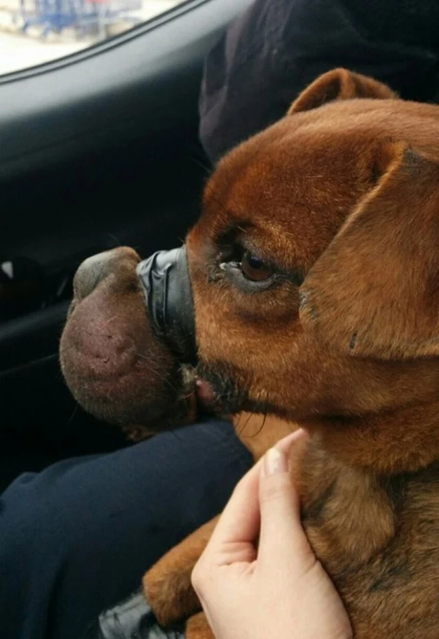 When Justice was brought to the vet, it ...