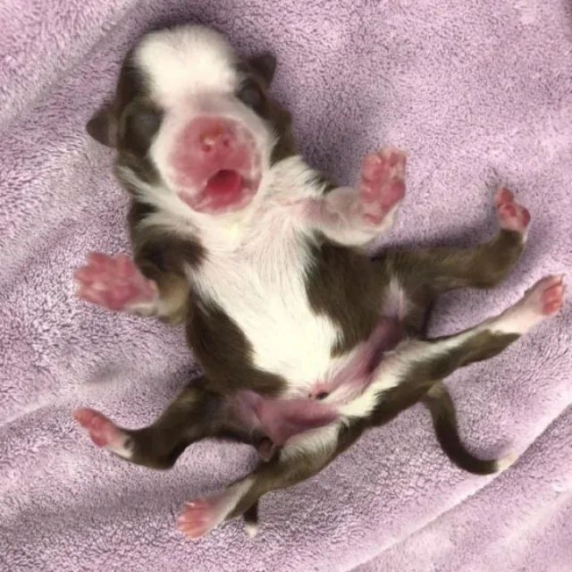 All of the other pups in Mia's litter ha...