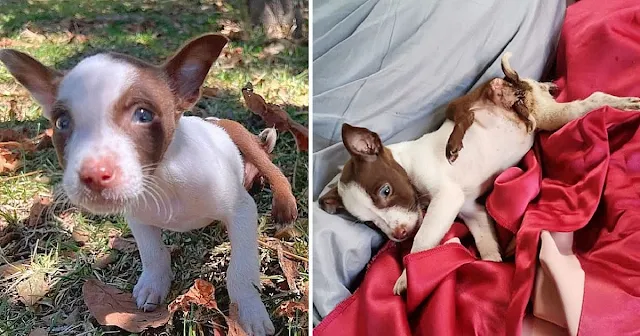 The only thing Mia's owners did was surr...