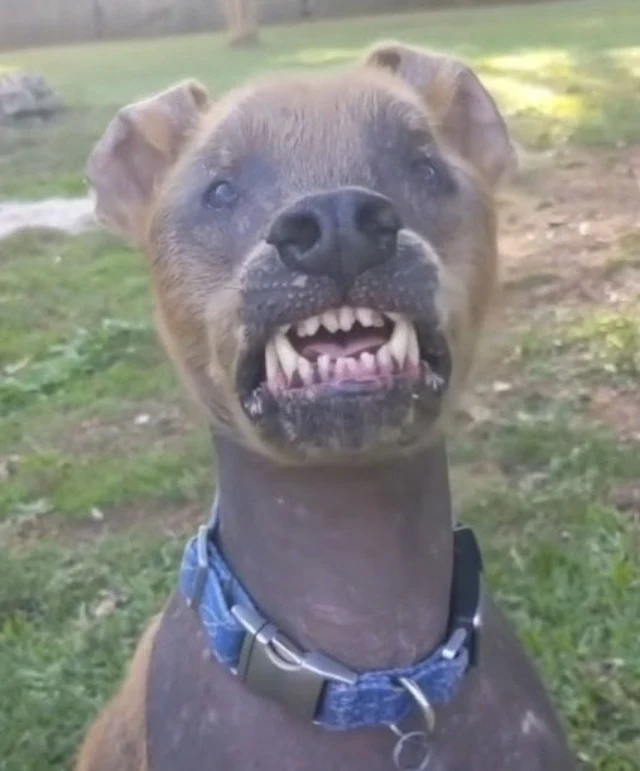Chupey has always been a boisterous, hap...