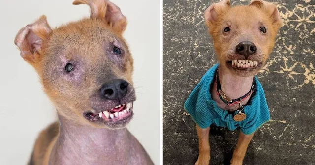 Thankfully, this bulldog-Rottweiler cros...