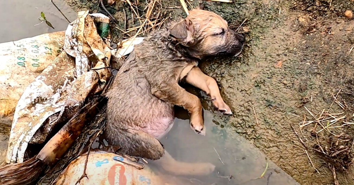 They didn't notice the puppy at first wh...