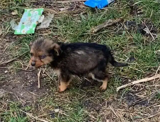 The man took the small рuр into his home...