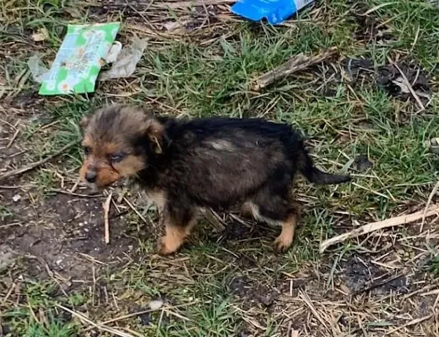 The man took the small рuр into his home...