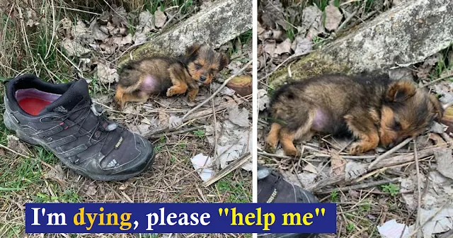 A man named Goran Marinkovic rescued an ...