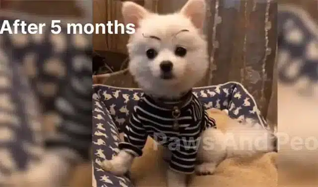 Each wag of his tail and joyful bounce i...