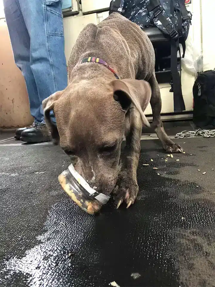 “Her little tail was wagging,̶...