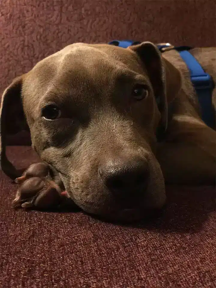 “You can’t just leave a dog ...