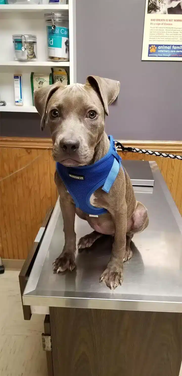 Seeing what the little dog had been thro...