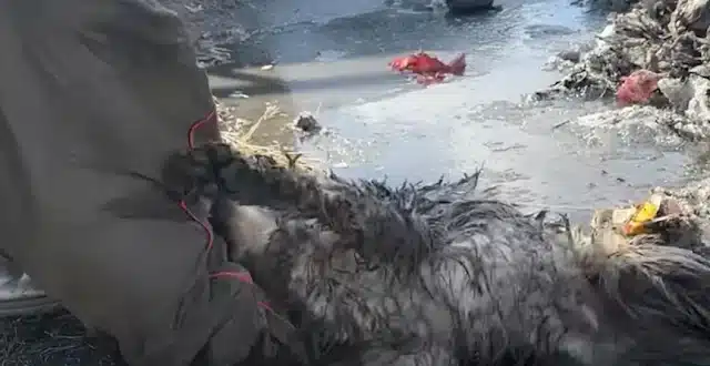 Every life saved at the rescue center is...