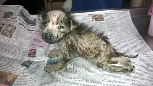 The dog was then taken for inspection af...