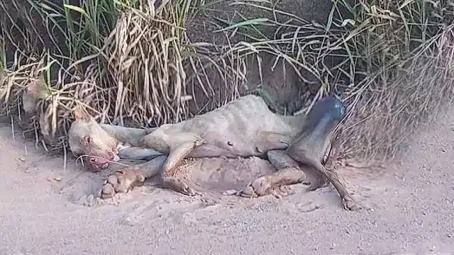 Τо help stabilize her, she was placed оn...