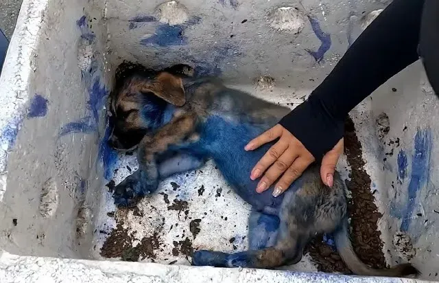 The puppy's condition gradually became b...