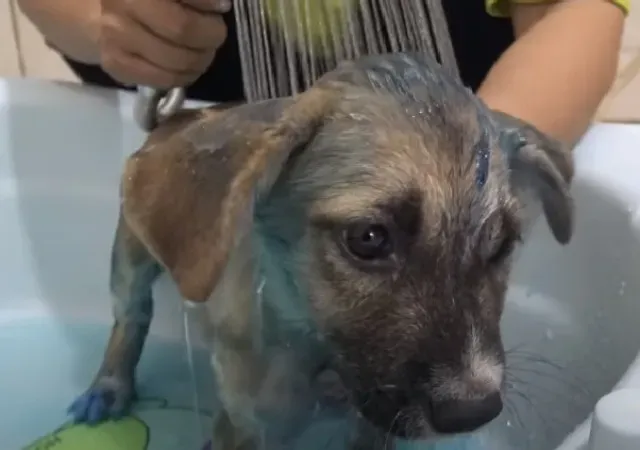 The tale of the puppy's remarkable forti...