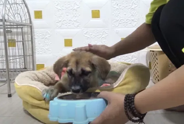 I hope seeing a sick puppy makes you cry...