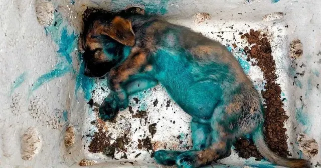 The young dog was raised amidst the tras...