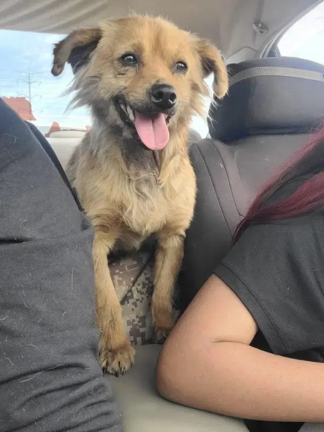 The story of a dog named 