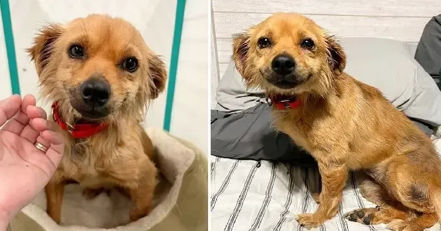Due to human mistreatment, some dogs und...