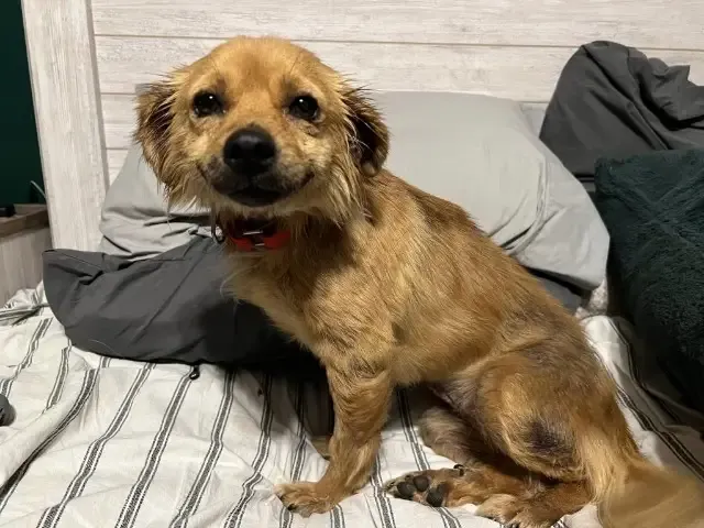 Dog gone The homeowner reportedly had ex...