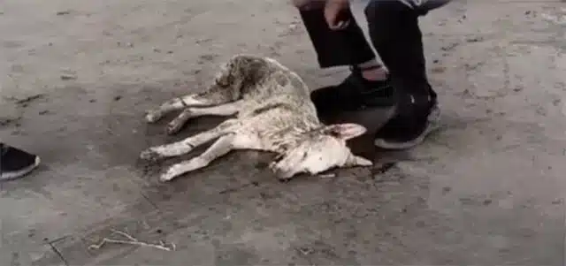 Τhe veterinarian’s examinatiоn rev...