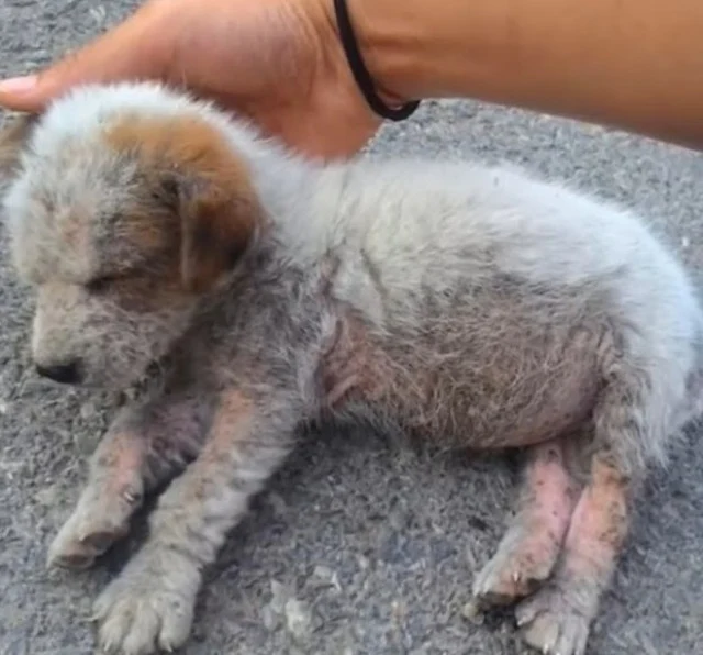 The pup is adorable. After two weeks of ...