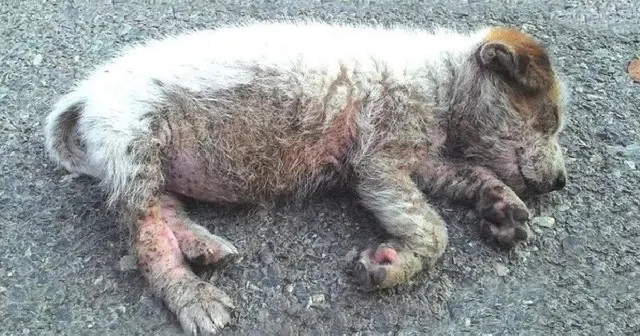 She was lying in the middle of the road ...