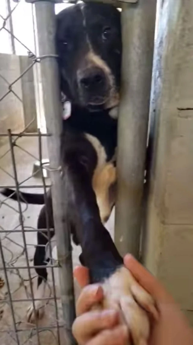 Instead, the small dog remained incredib...