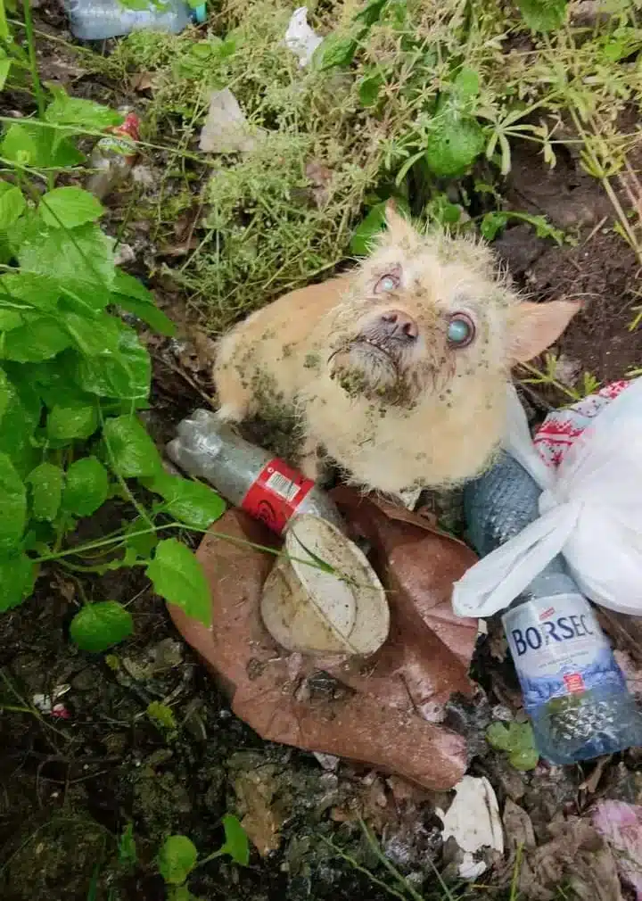 The dog led them to a ditch where they f...